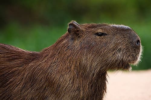 Portrait of a Capybara-Hydrochoerus Hydrochoerus Mato Grosso Do Sul State-Brazil Animals Print